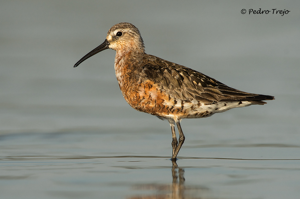 Correlimos zarapitin (Calidris ferruginea)